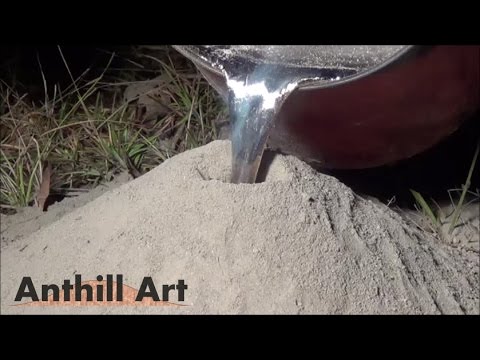 Que se passe-t-il lorsque l'on verse de l'ALUMINIUM dans une FOURMILIERE ?