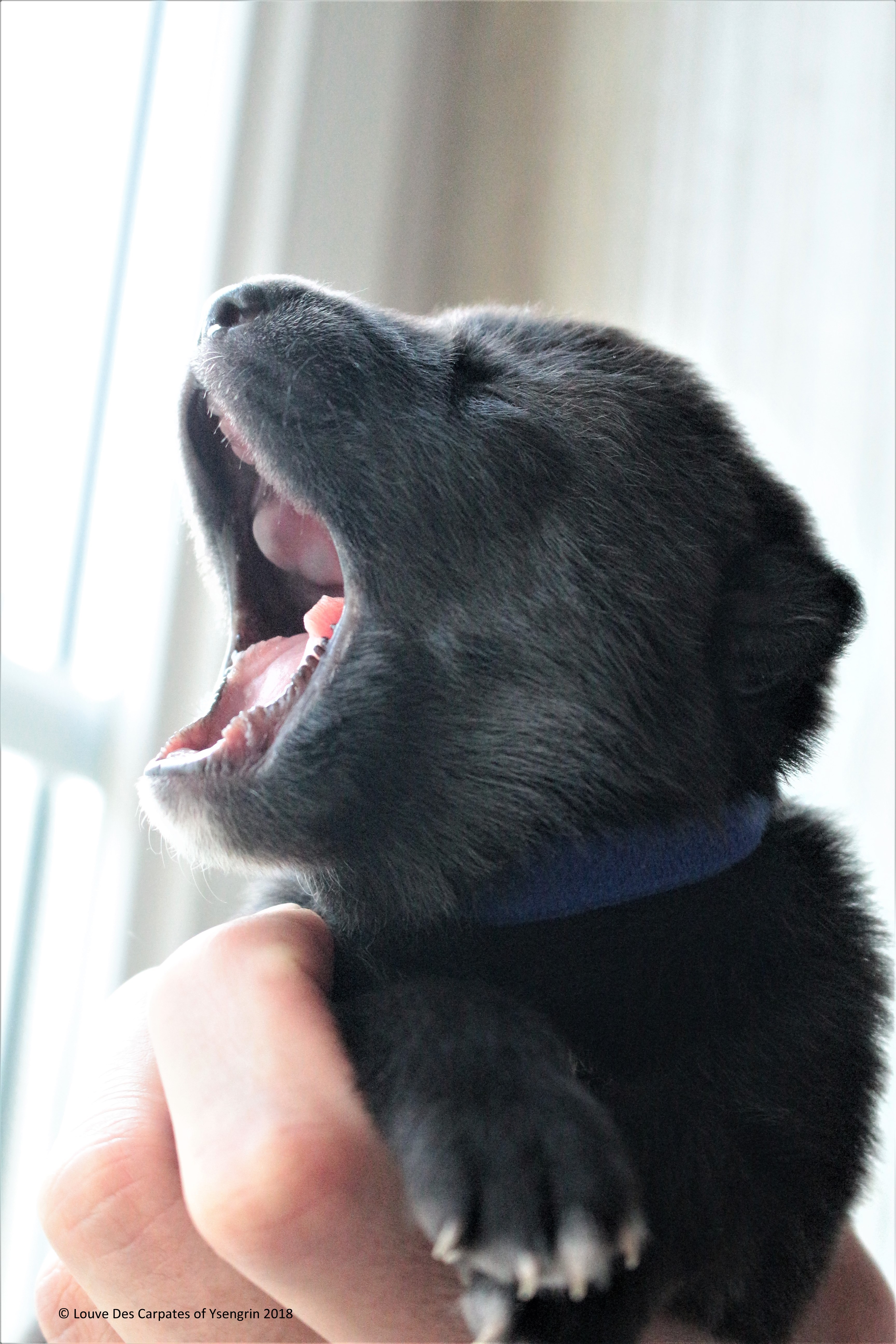 Chien Loup Américain Ref 124819 Bourges