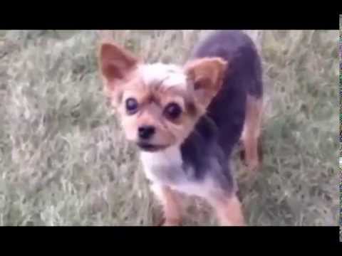 Le plus fabuleux RAPPEUR canin !