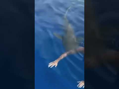 Quand un requin passe juste en-dessous de toi !